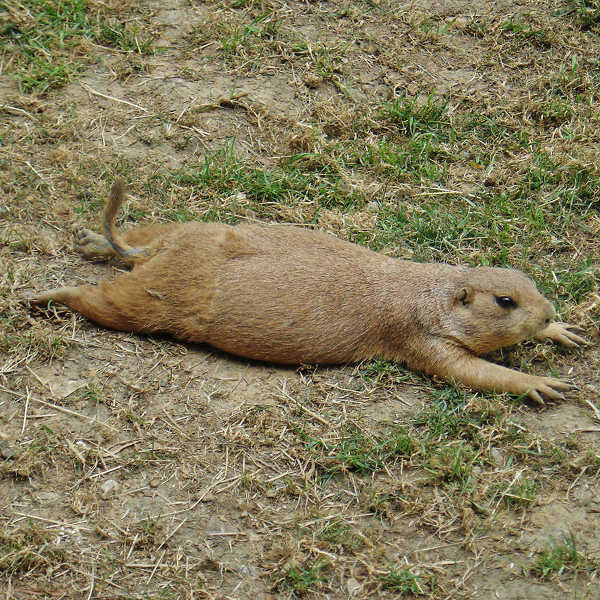rs1x1 50q spread eagled prairie dog 5-27-05d 003.JPG