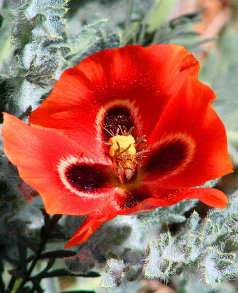 rs400x600 50q 600x800 closeup corn poppy 04-04-2016--1296.JPG