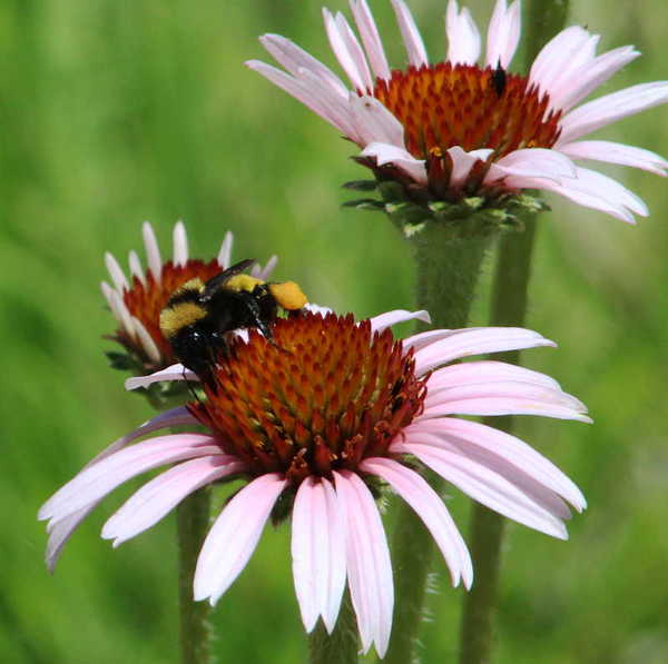 Bumble Bee on Eastern Purple Coneflower GJM Nature Media
