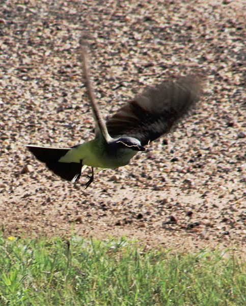 rz483xt600 50q 600x800 western kingbird on wing 5-25-2016--806.JPG