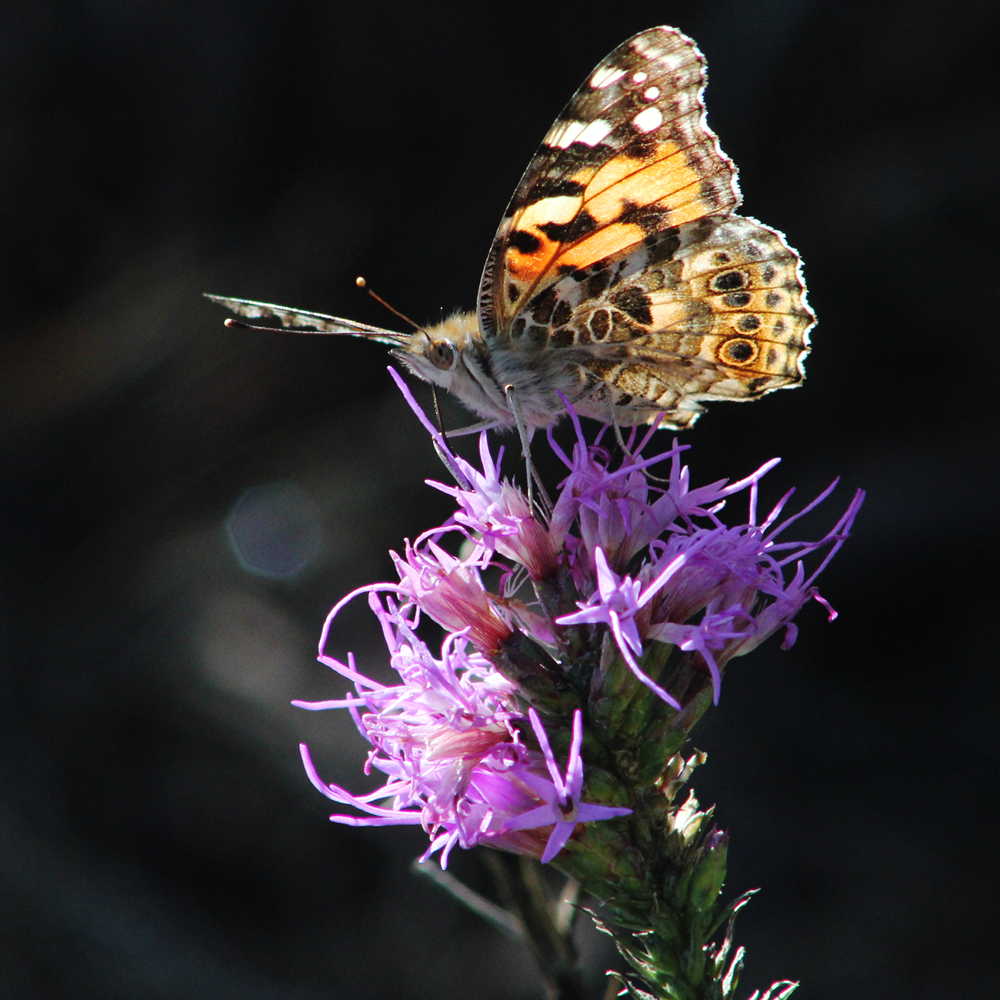 1x1-50q-painted-lady-on-gayfeather-2011_10_14__0345