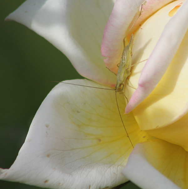600x600-50q-oecanthus-fultoni-snowy-tree-cricket-on-peace-rose-2013_11_07__0021
