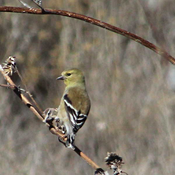 6x6-50q-backside-american-goldfinch-spinus-tristus-f-fringillidae-02-07-2016-0104