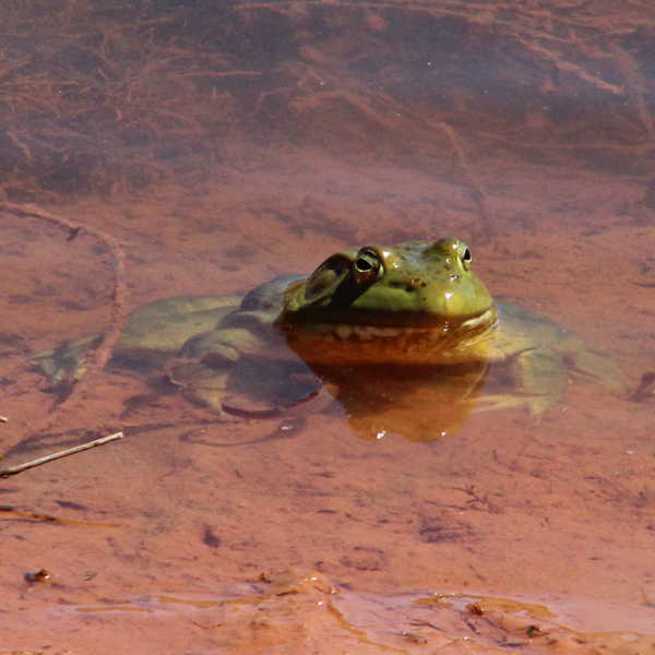 6x6-50q-in-pond-bullfrog-rana-catesbeiana-f-ranidae-04-04-2016-1489