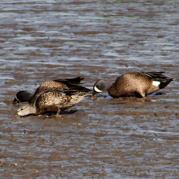 Ducks In The Muck GJM Nature Media