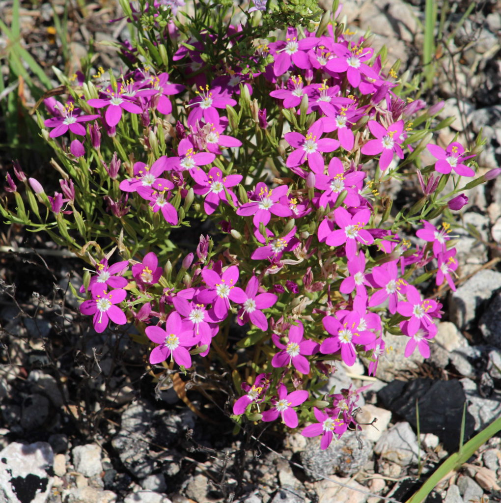 The Mountain Pinks That Nearly Got Us Killed! GJM Nature Media